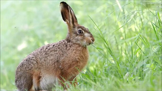 European hare (Lepus europaeus) eating a blade of grass, Meerbruchwiesen, Steinhuder Meer, Lower Saxony