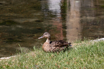 Stockente Weibchen am Ufer