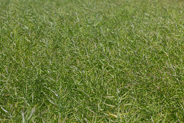 green ripening canola in a field close-up