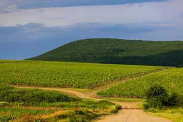 Obraz premium Traditional wine cellars (Gombos-hegyi pincesor) in Hercegkut, UNESCO site, Great Plain, North Hungary
