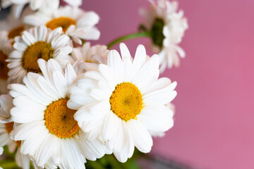 White daisies on pink background with copy space.