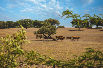 Traditional Alentejo landscape in Portugal with cork oaks, herds of cows, olive groves and soil...
