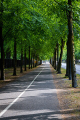 Beautiful line of trees covering the street.