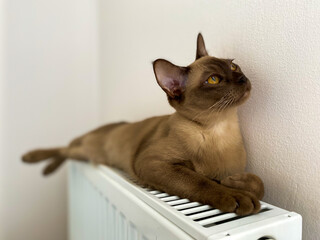 Burmese female chocolate cat at home dreams while chilling. Young pure breed burmese cat.