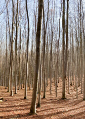 Autumn in mountain woods. Hiking in Karkonosze mountains. Naked high tree trunks.