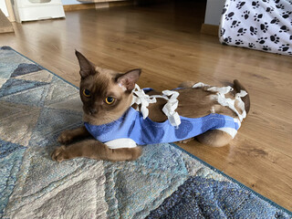 Postoperative bandage on a burmese cat. Home care of a pet after a cavitary operation (castration,...