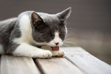 Domestic cat licks his paw - obrazy, fototapety, plakaty