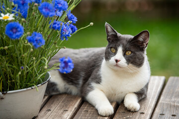 Domestic cat with cornflowers