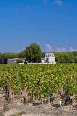 Fototapeta na wymiar Vineyards near Margaux (Chateau Margaux), Bordeaux, Aquitaine, France