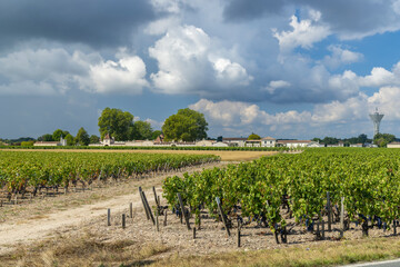 Vineyards near Margaux (Chateau Margaux), Bordeaux, Aquitaine, France