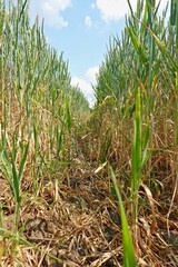 Roggenfeld - Schneise