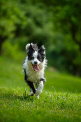 Running border collie dog in a summer meadow