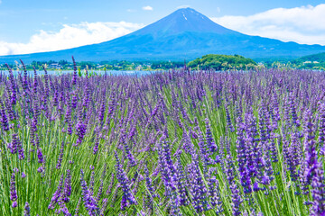 山梨県河口湖とラベンダー畑と富士山