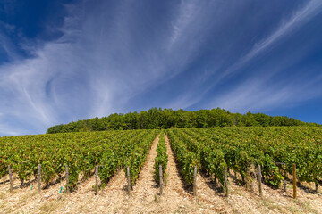 Typical vineyards near Aloxe-Corton, Cote de Nuits, Burgundy, France