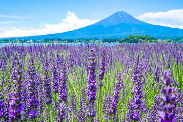 山梨県河口湖とラベンダー畑と富士山