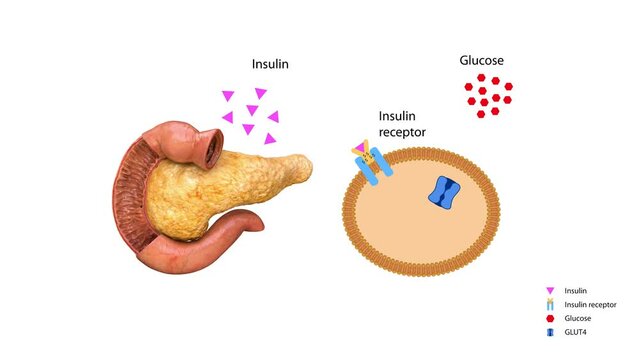 Insulin regulates the metabolism and is the key that unlocks the cell's glucose channel, 3d 2d graphic, render, animation