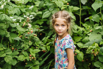 A cute little girl is picking fresh berries at an organic raspberry farm on a warm, sunny summer day. The child enjoys the taste of organic fruits. Fresh healthy organic food for young children.