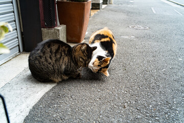 仲良し猫