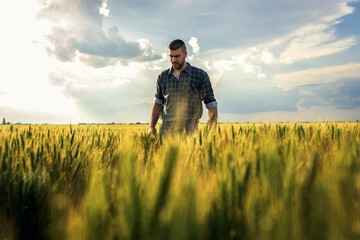 Naklejka na ściany i meble Portrait of young farmer walking in a green wheat field at sunset.