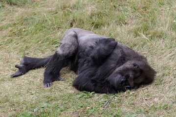 横になり寝るゴリラ