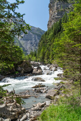 Mountain river going through a forest