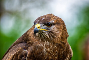 Close-up of the head of an hawk