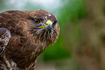 Close-up of the head of an hawk