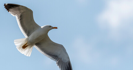 Isolated close up portrait of a single flying Armenian seagull in the wild- Armenia