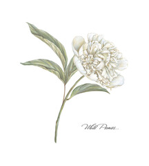 White blooming peony illustration. Beige cream flower. Hand drawing floral image. - 621888016