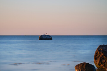 Naklejka na ściany i meble Bird on a stone in the Baltic Sea at sunset. Wildlife photo from the coast.