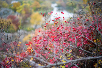 colorful autumn landscape.