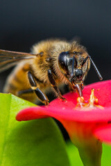 bee on flower