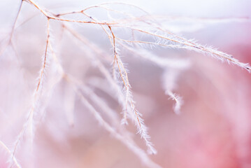 closeup abstract autumn background