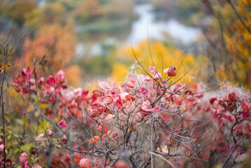 closeup abstract autumn background