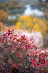 closeup abstract autumn background