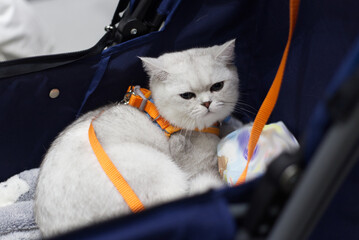 close up lovely white brown Gray cat looking up with cute face in the dog cart in pet expo hall