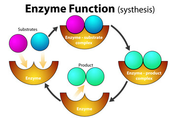 Enzyme function for synthesis process - obrazy, fototapety, plakaty
