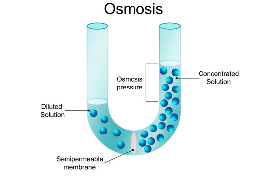 Osmosis process Solvent passing through the semipermeable membrane