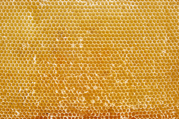 Close-up of a honeycomb.