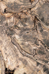 Contoured wood texture background surface