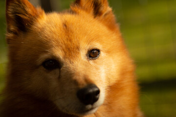 Cute Finnish spitz