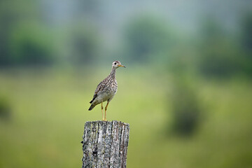 Upland sandpiper sits perched on a fence post