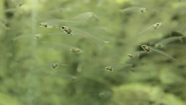 The two-horned Indian glass catfish is a species of freshwater ray-finned fish from the catfish family