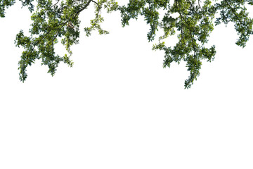 Tree isolated on whiet background. clipping path