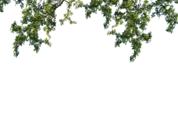 Tree isolated on whiet background. clipping path