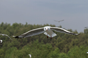 Seagulls flying in the background of trees and sky.Flying seagull