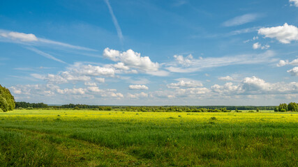 Air sunny summer landscape with large meadow, far forest under blue sky with white clouds. Natural...