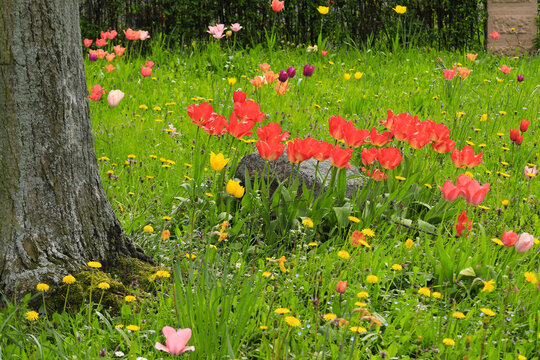 A meadow of tulips in spring