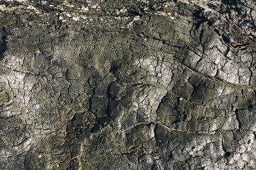 The surface of a burnt log close-up, the bizarre texture of burnt wood is clearly visible, natural abstraction