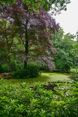 a big red beech at the pond bordered by trees with red and green foliage